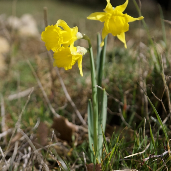 Narcissus bujei